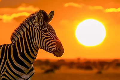 Africa